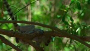 Gangues da Ilha Lemur: 1×4