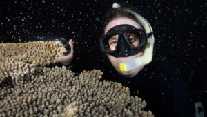 Ningaloo: A Maravilha Oceânica da Austrália: 1×3