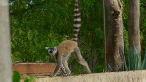 Gangues da Ilha Lemur: 1×1