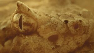 Um Ano Selvagem na Terra: 1×4
