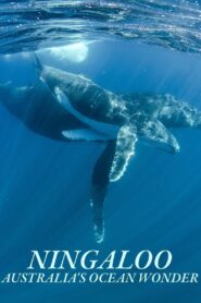 Ningaloo: A Maravilha Oceânica da Austrália
