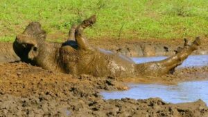 O Ano Selvagem da África: 1×3