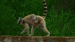 Gangues da Ilha Lemur: 1×3