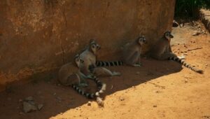 Gangues da Ilha Lemur: 1×2