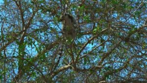 Gangues da Ilha Lemur: 1×5
